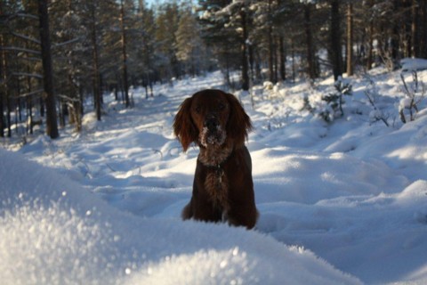 Hero koser seg i snøen.